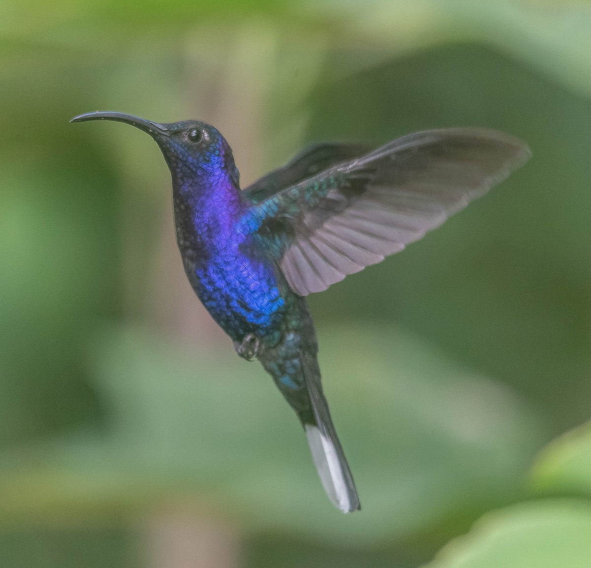 ムラサキケンバネハチドリ - ML645855980