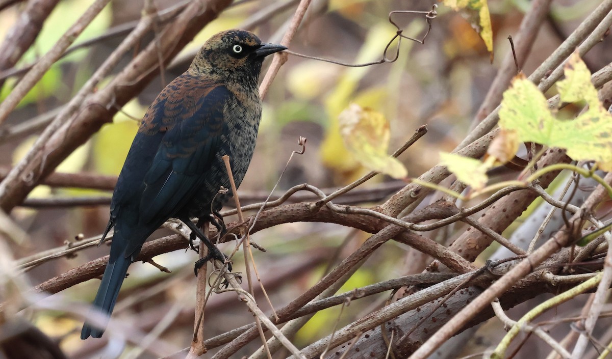 Rusty Blackbird - ML645855984