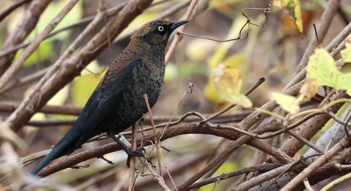 Rusty Blackbird - ML645855991