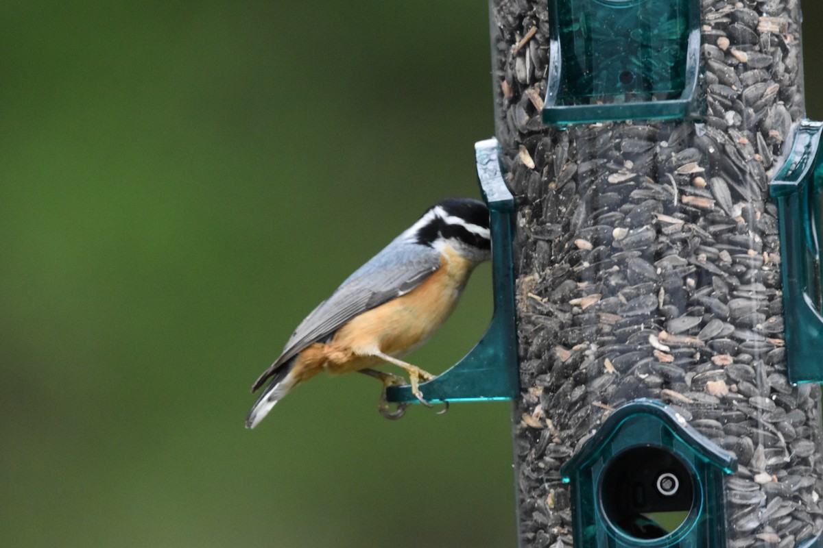 Trepador Canadiense - ML645855992