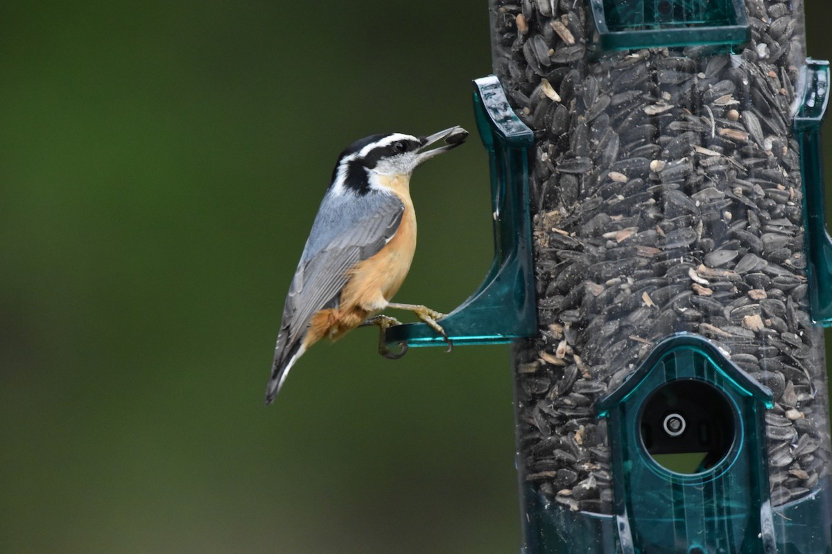 Trepador Canadiense - ML645855995