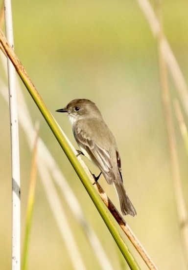 Eastern Phoebe - ML645855998