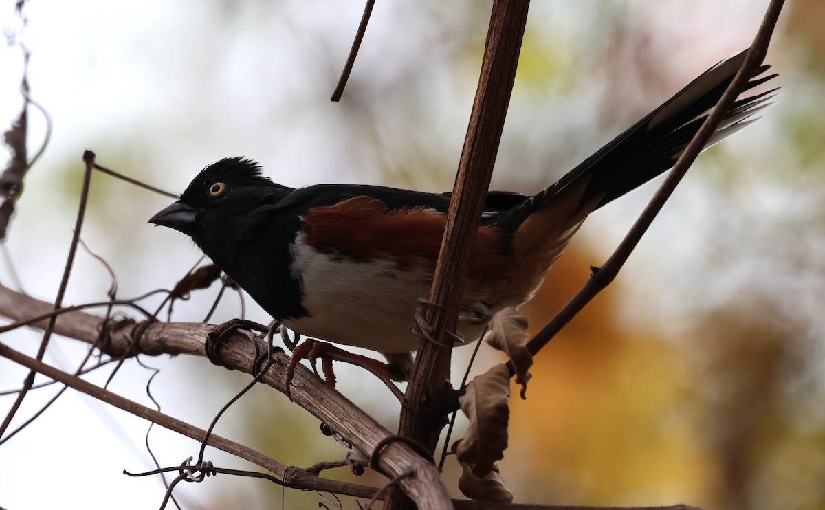 Eastern Towhee (White-eyed) - ML645856000