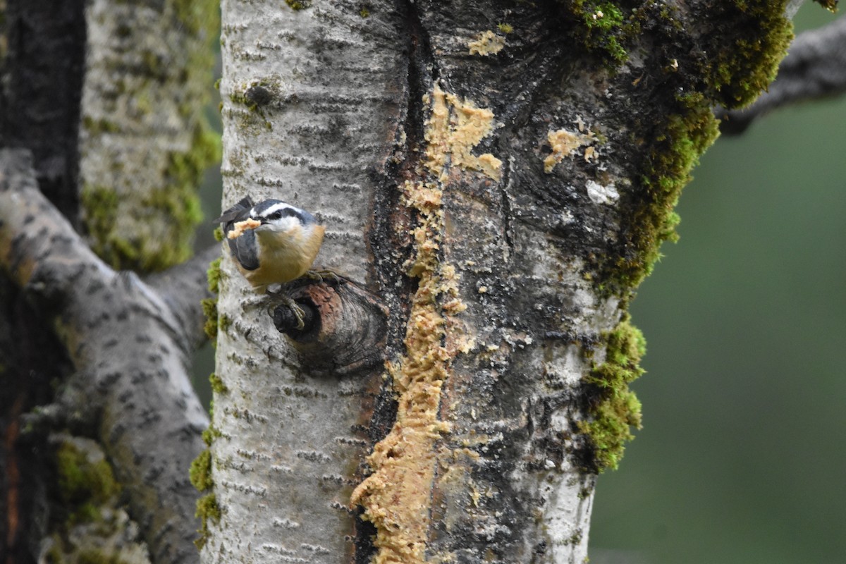 Trepador Canadiense - ML645856001