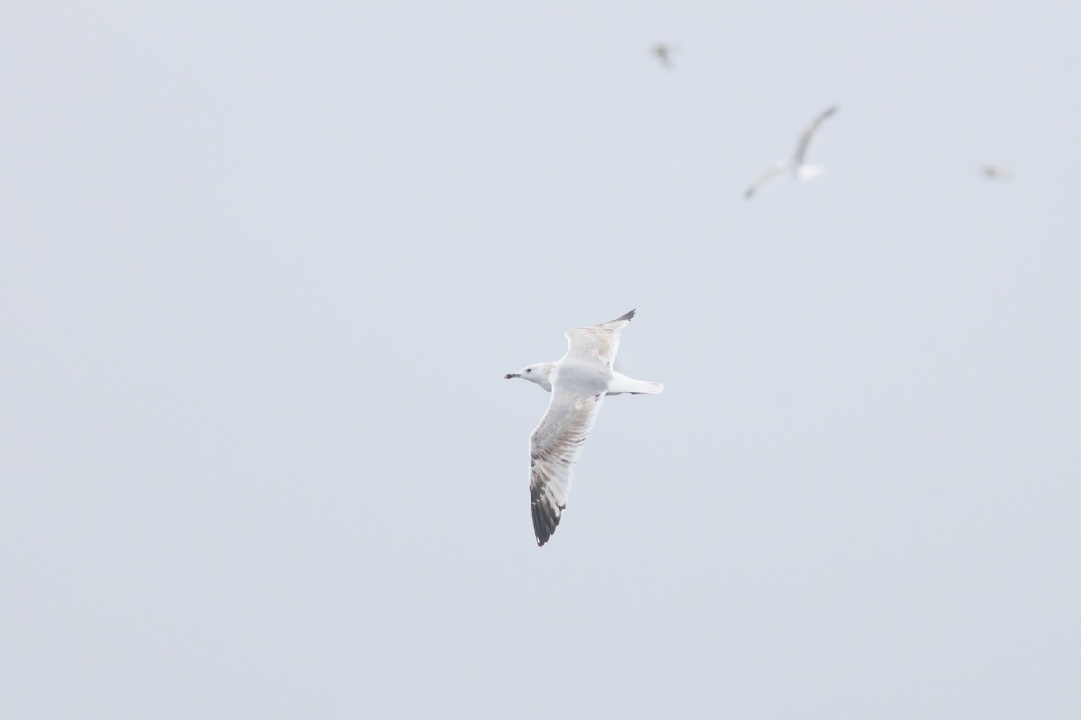 Gaviota del Caspio - ML645856005