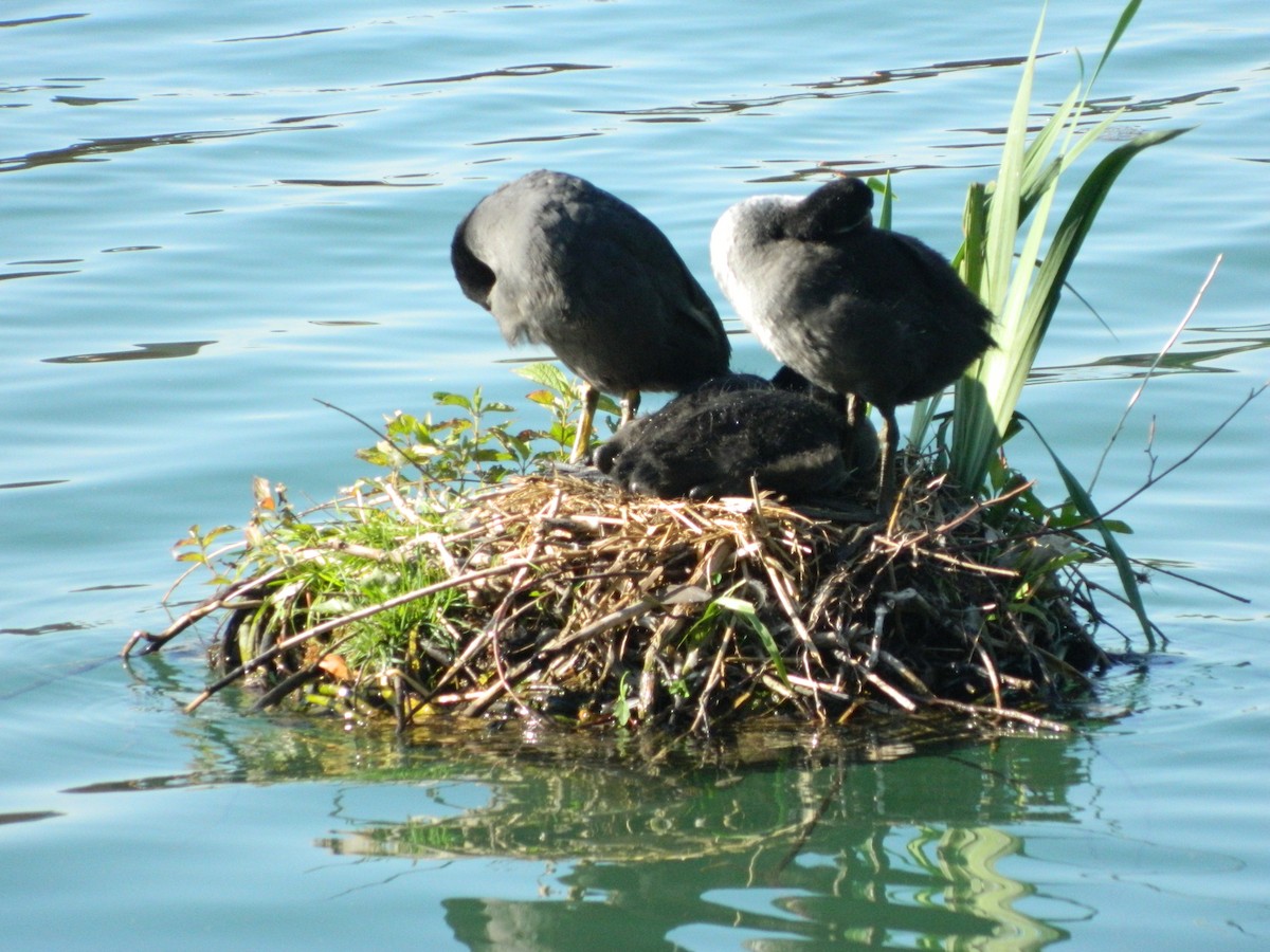 Focha Común - ML645856006