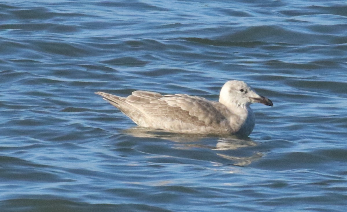 Gaviota de Bering - ML645856007