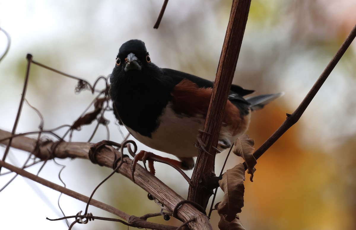 Toquí Flanquirrufo (alleni/rileyi) - ML645856008