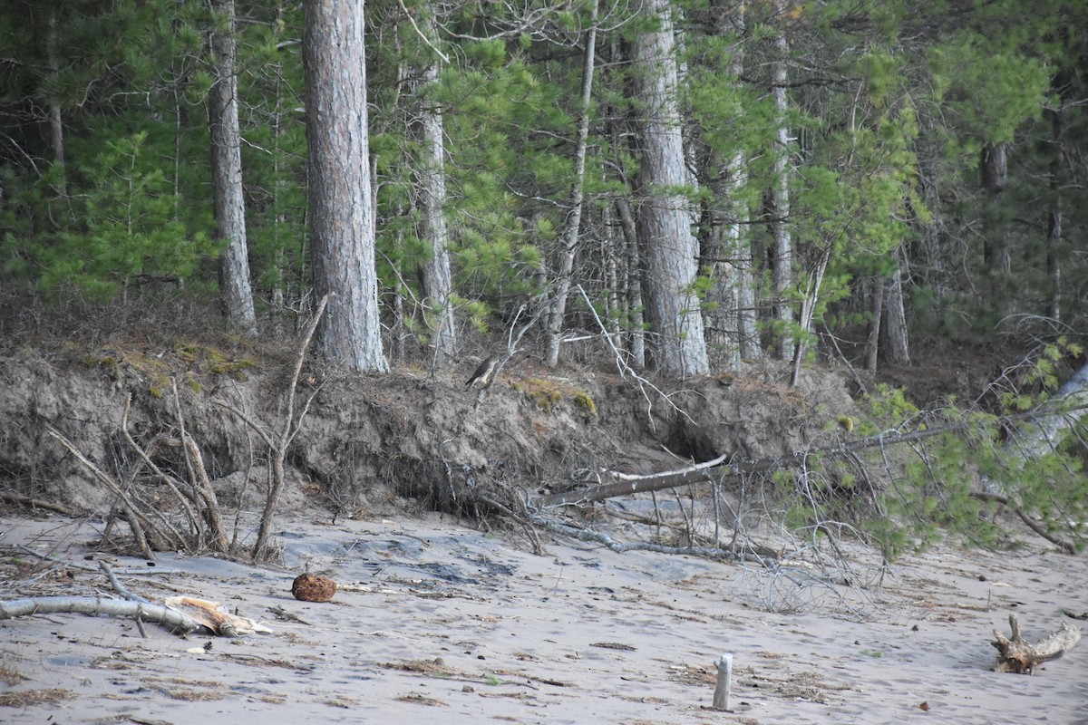 Esmerejón - ML645856009
