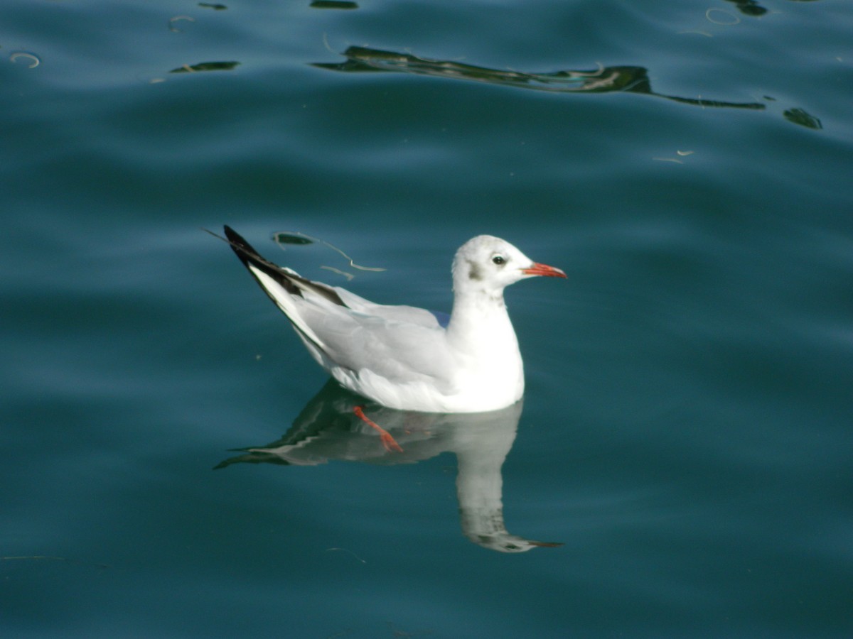 Gaviota Reidora - ML645856010