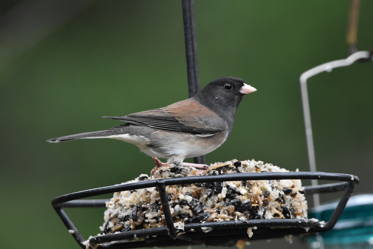 Junco Ojioscuro (de Oregón) - ML645856011