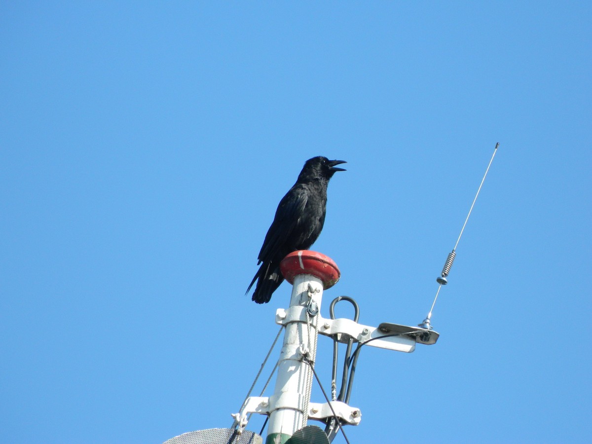 Corneja Negra - ML645856012