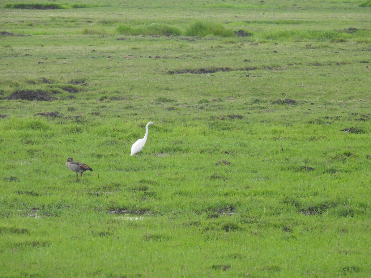 Ganso del Nilo - ML645856013