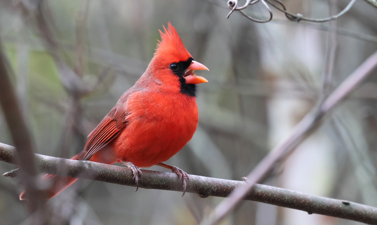 Cardenal Norteño - ML645856014
