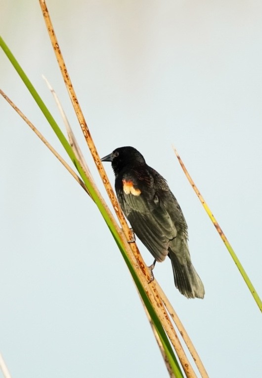 Sargento Alirrojo - ML645856015