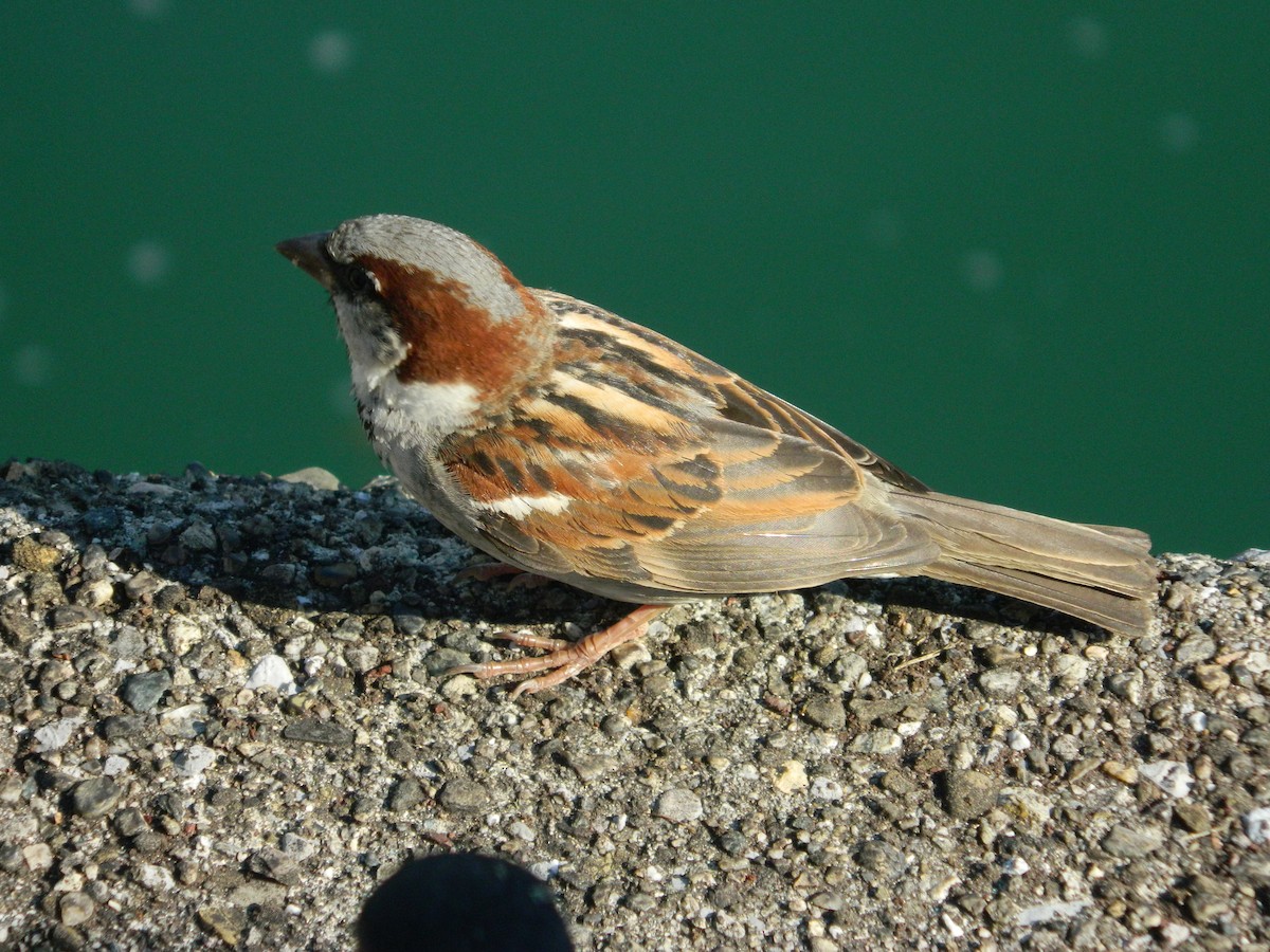 Gorrión Común - ML645856016