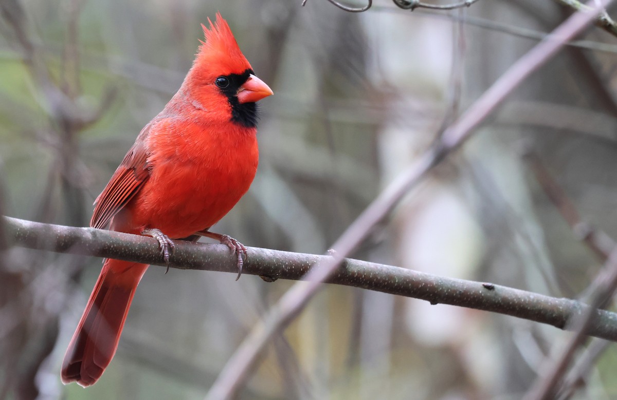Cardenal Norteño - ML645856018