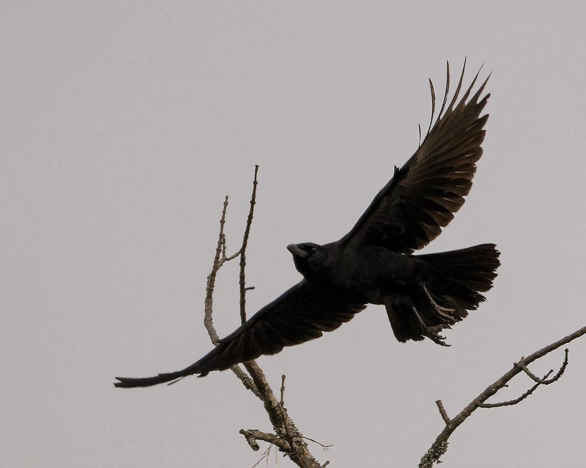 Cuervo Americano - ML645856019