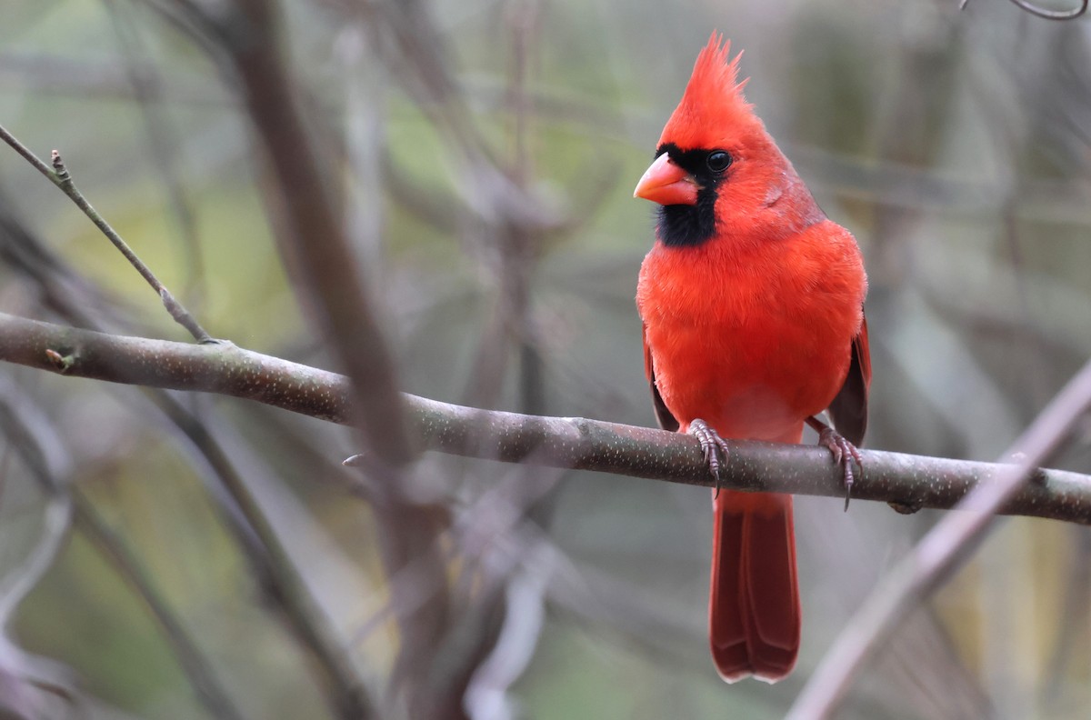 Cardenal Norteño - ML645856020