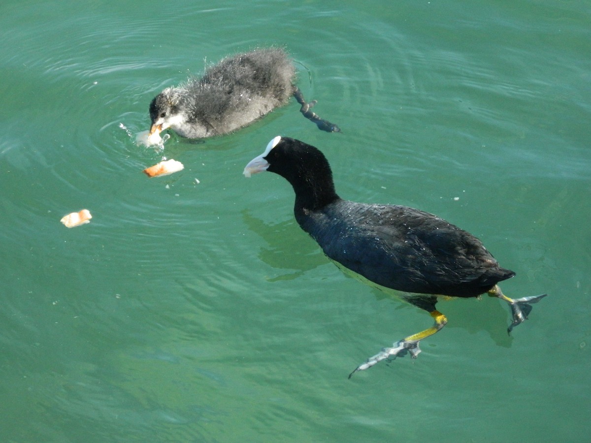 Focha Común - ML645856021