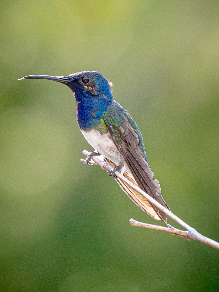 Colibrí Nuquiblanco - ML645856024