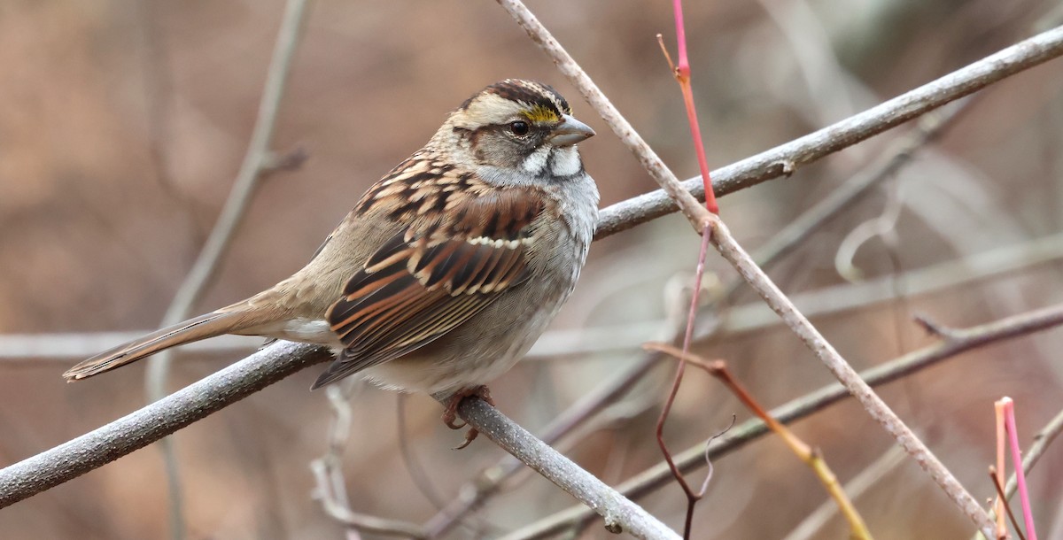 Chingolo Gorjiblanco - ML645856025