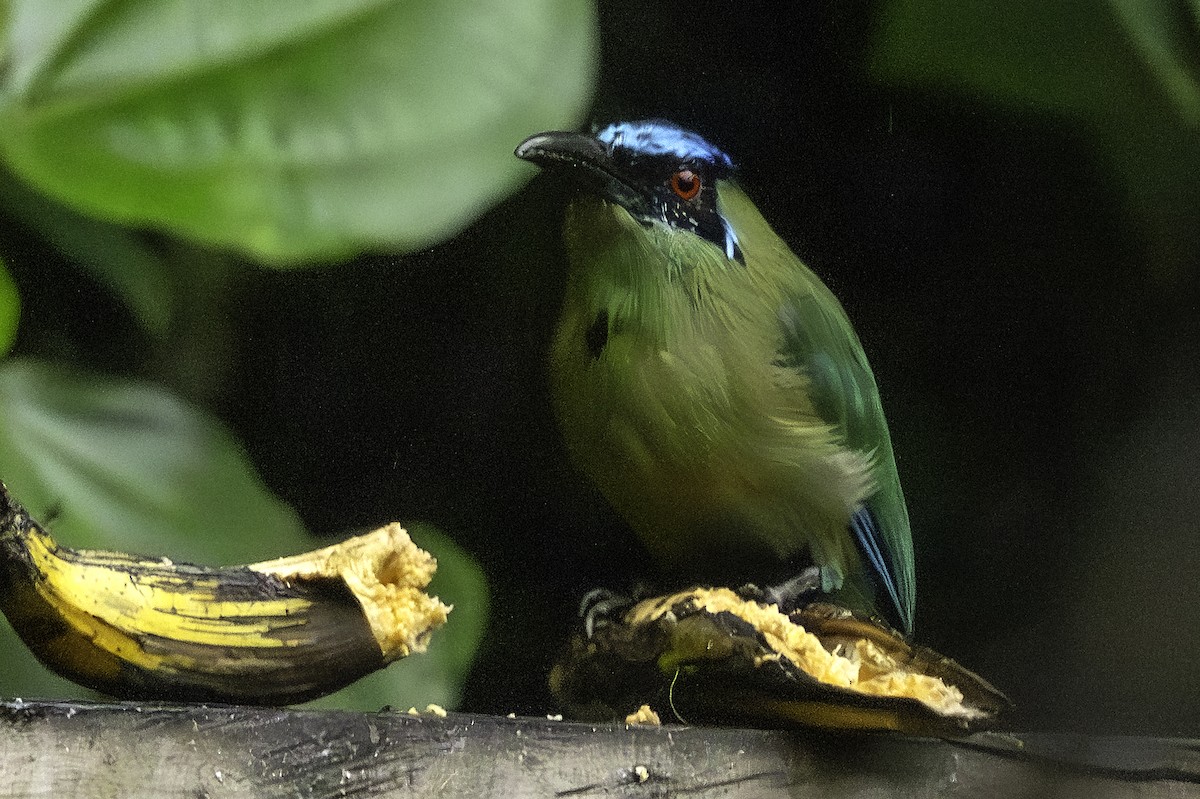 Momoto Serrano - ML645856027