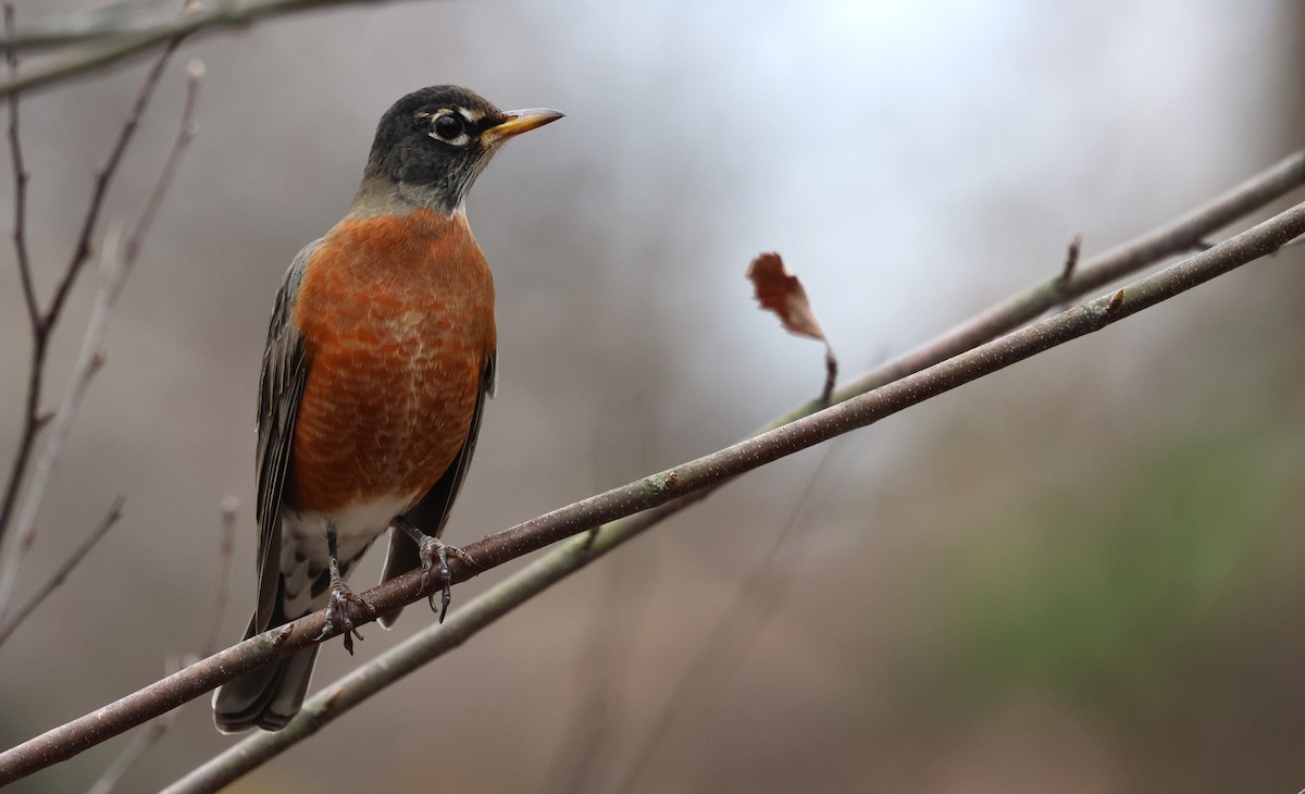 Zorzal Americano - ML645856031