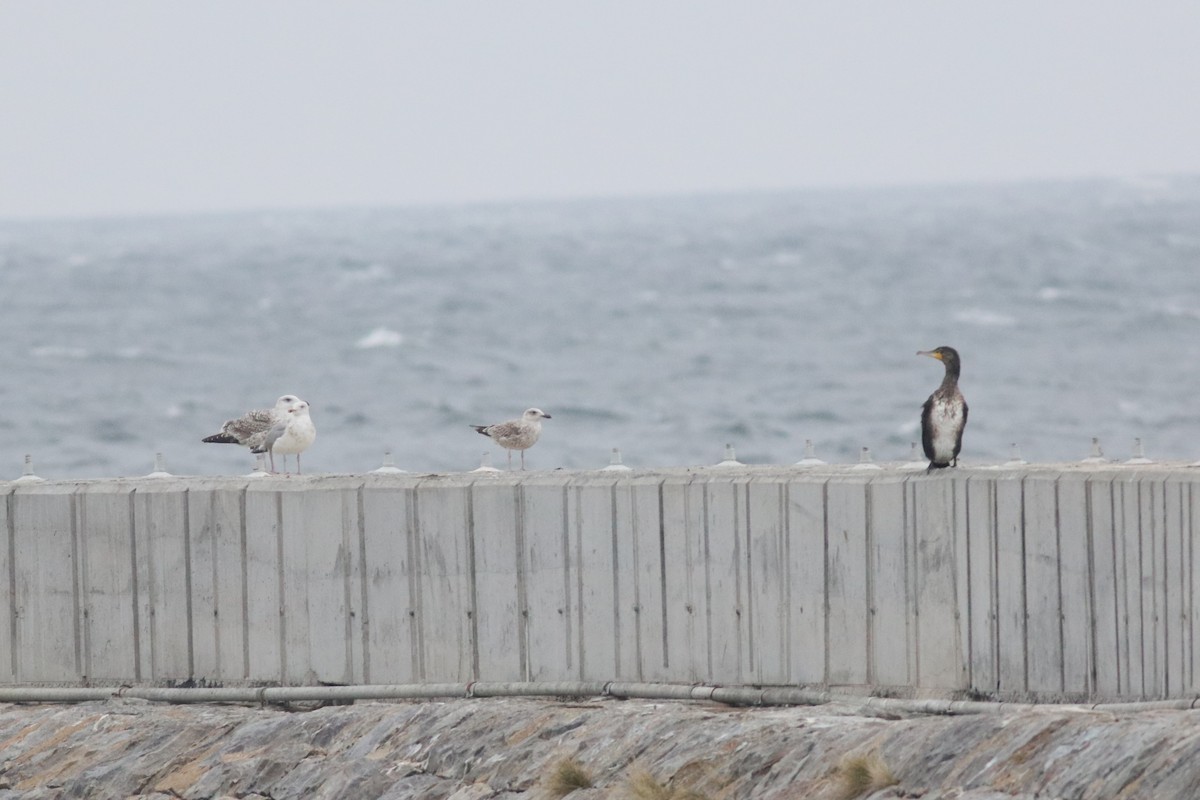 Gaviota Sombría - ML645856032