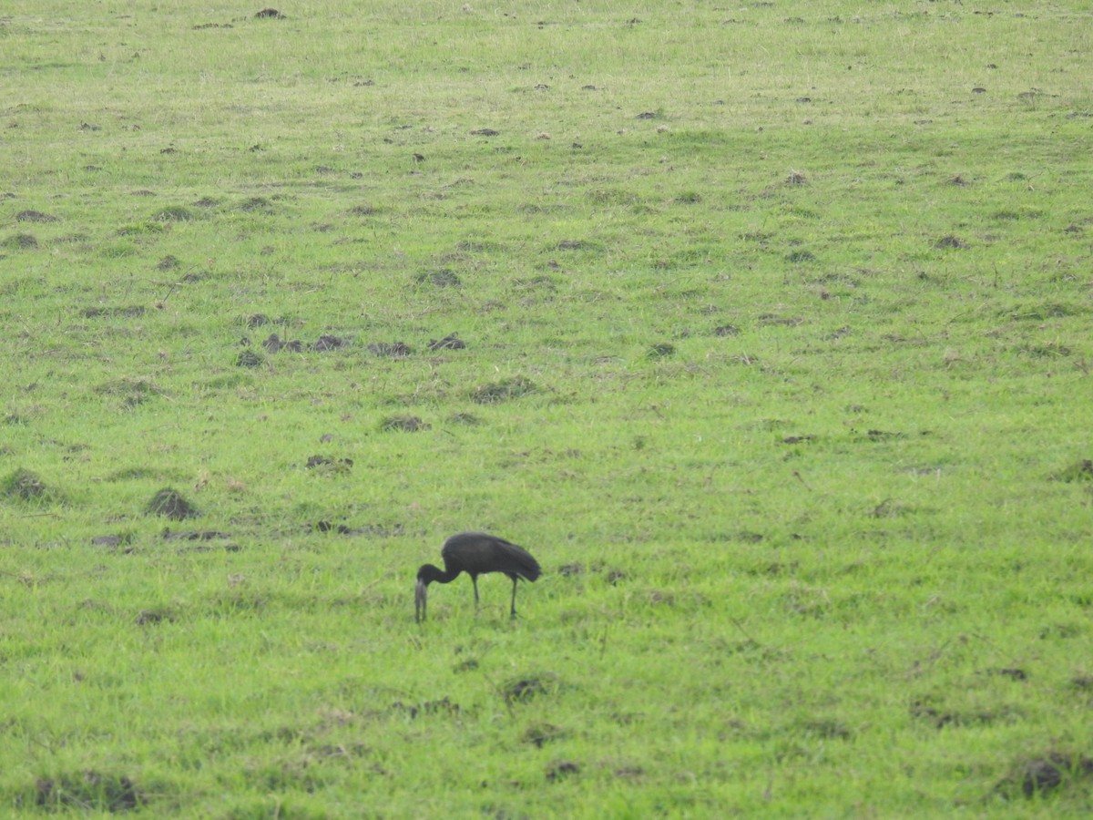 Matxardamoko beltza - ML645856033