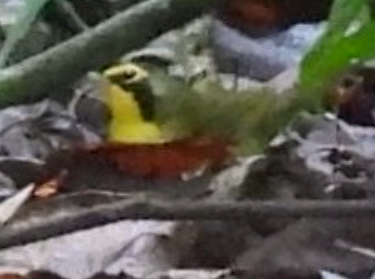 Reinita de Kentucky - ML645856035