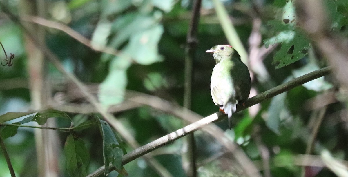 Long-tailed Manakin - ML645856036