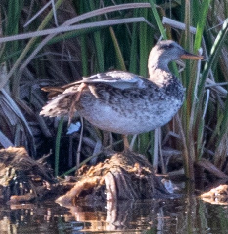 Ánade Friso - ML645856037