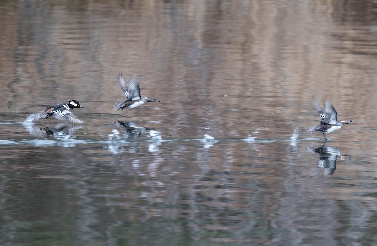 Hooded Merganser - ML645856046