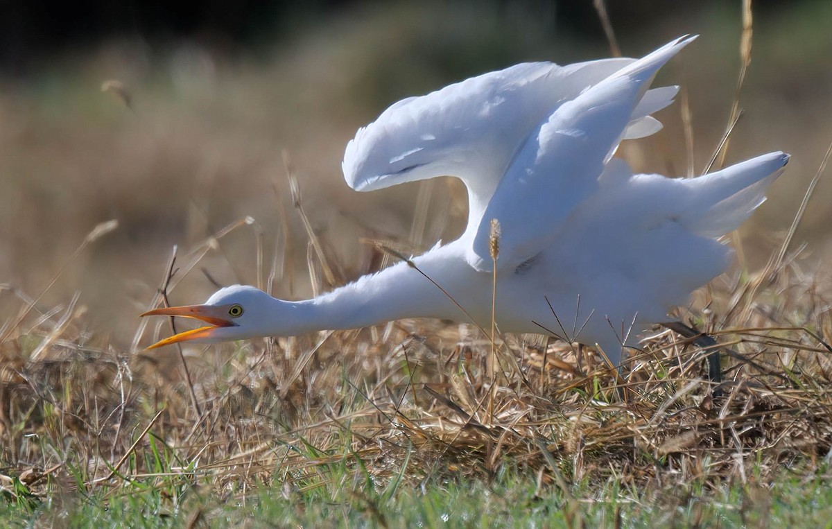 Western Cattle-Egret - ML645856055