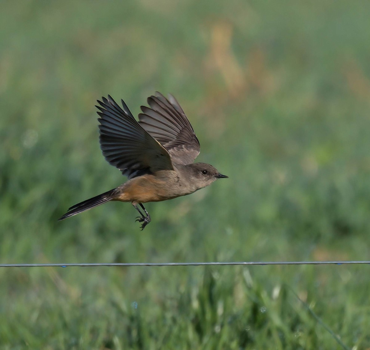 Say's Phoebe - ML645856066