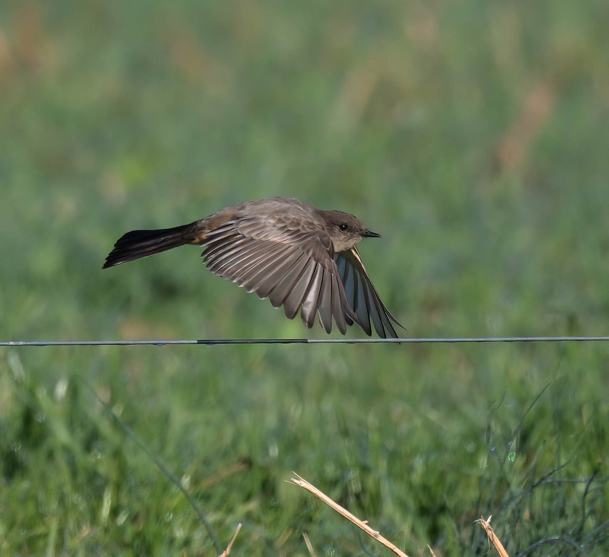 Say's Phoebe - ML645856067