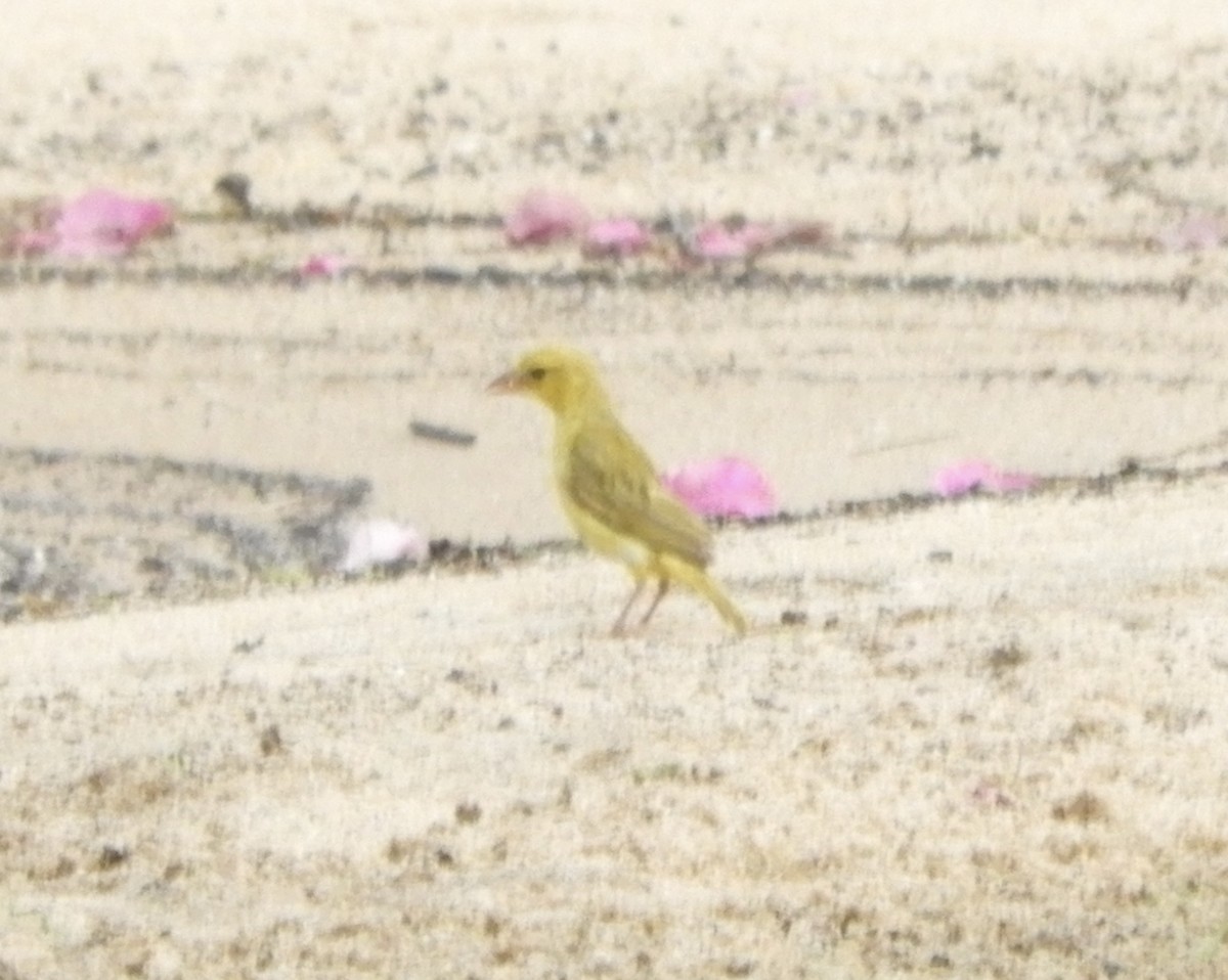 Holub's Golden-Weaver - ML645856069