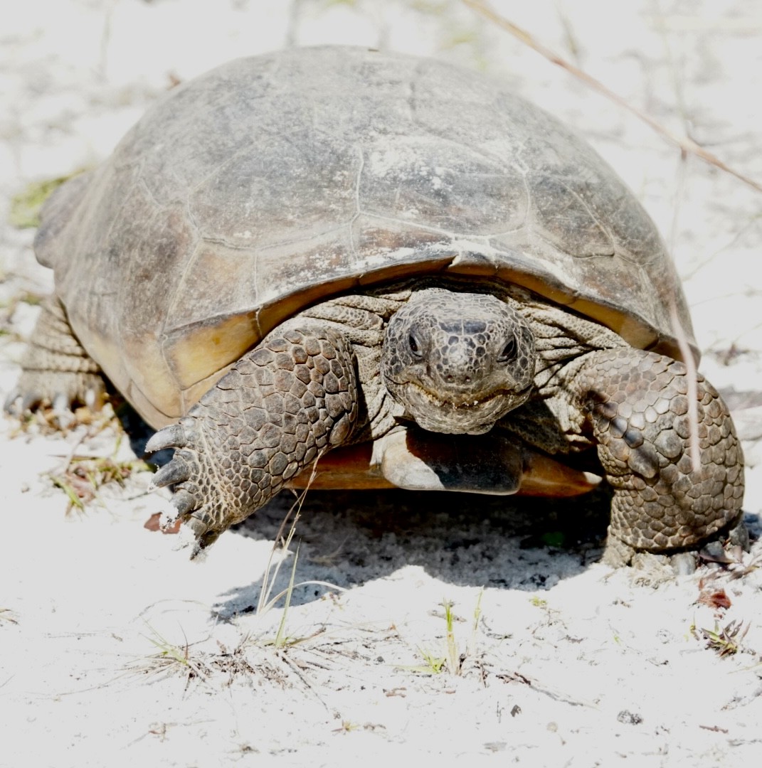 Animals - ML645856071