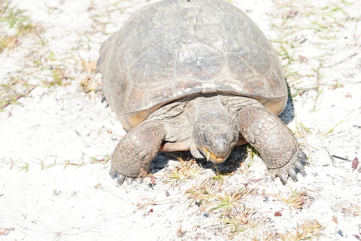 Animals - ML645856072