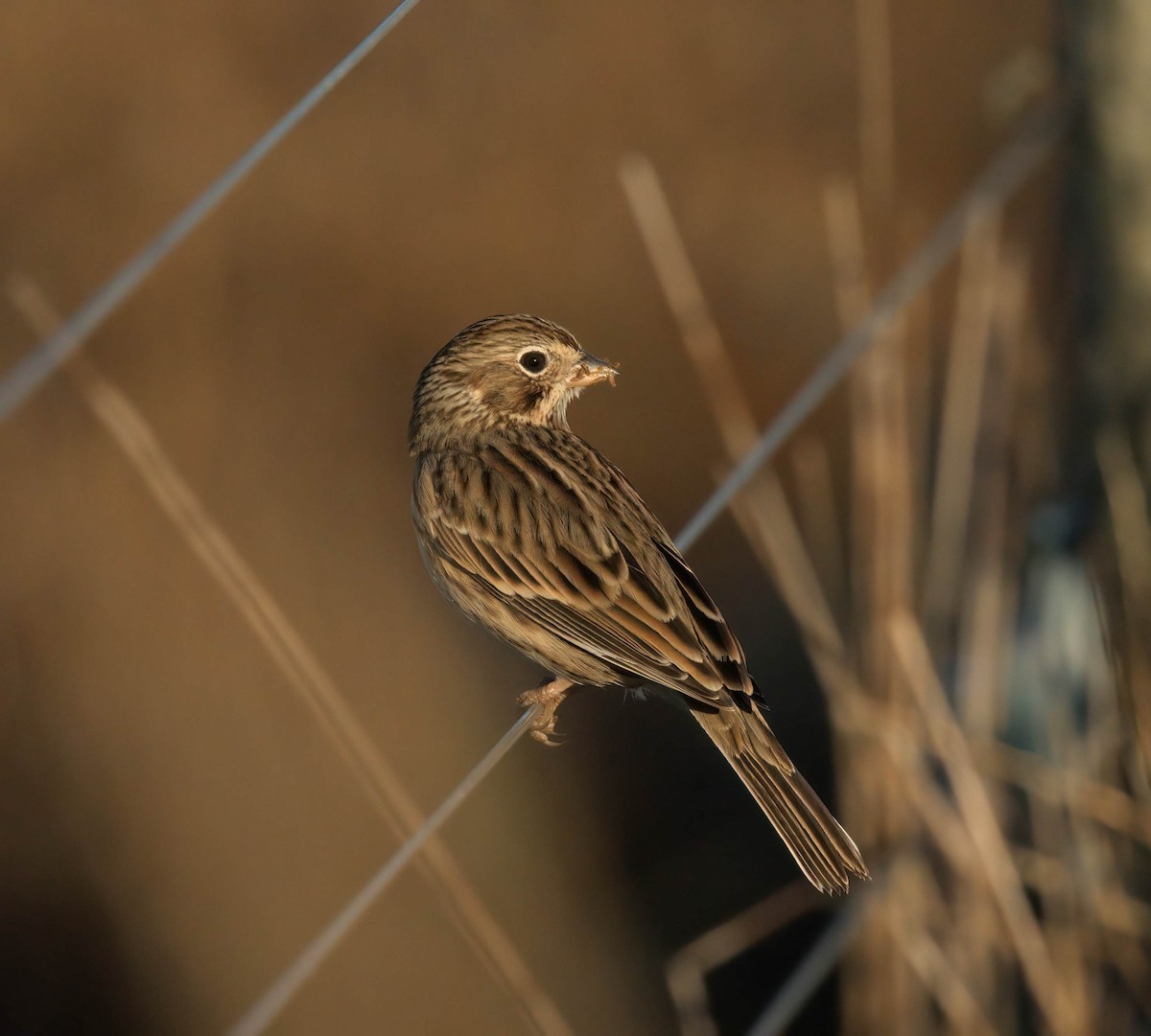 Vesper Sparrow - ML645856073