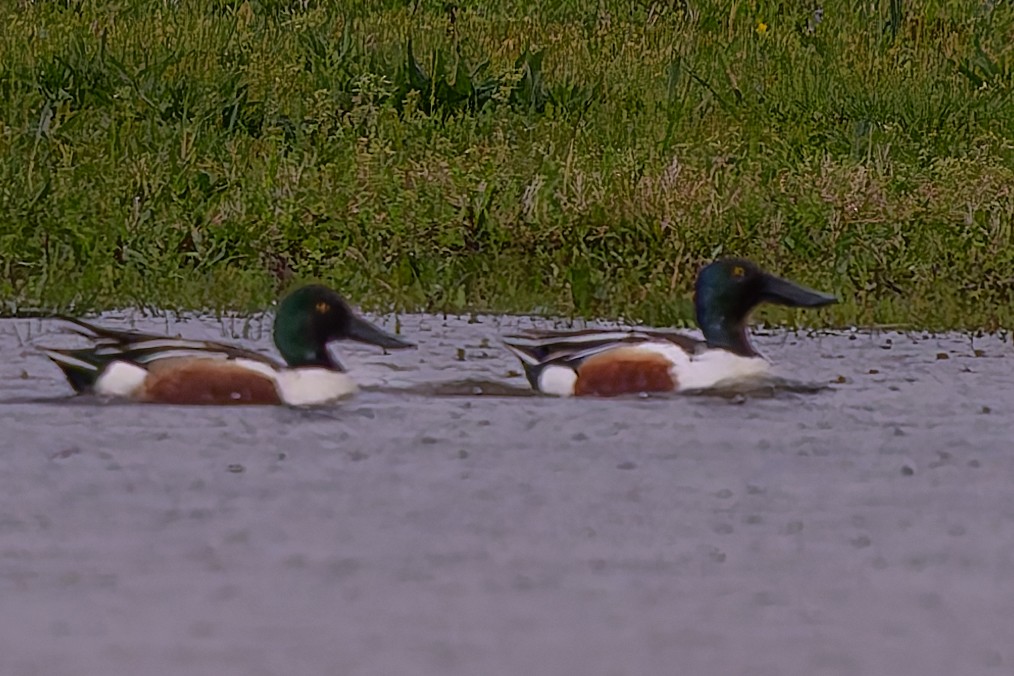 Northern Shoveler - ML645856074