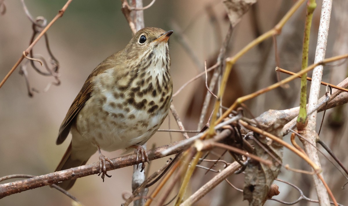 Hermit Thrush - ML645856079
