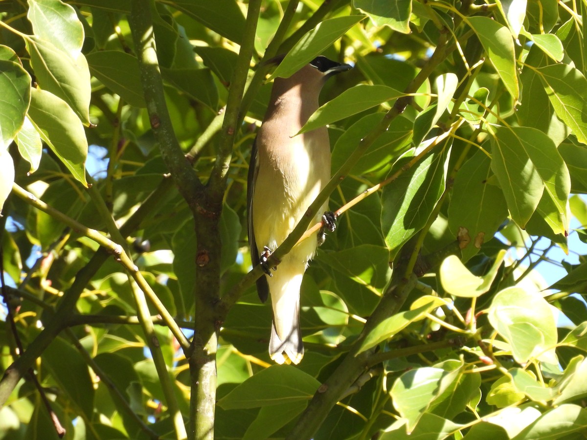 Cedar Waxwing - ML645856084