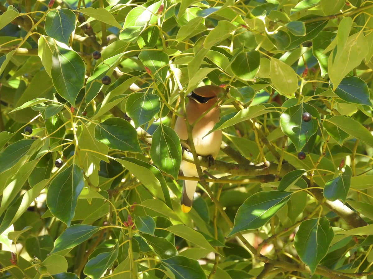 Cedar Waxwing - ML645856085