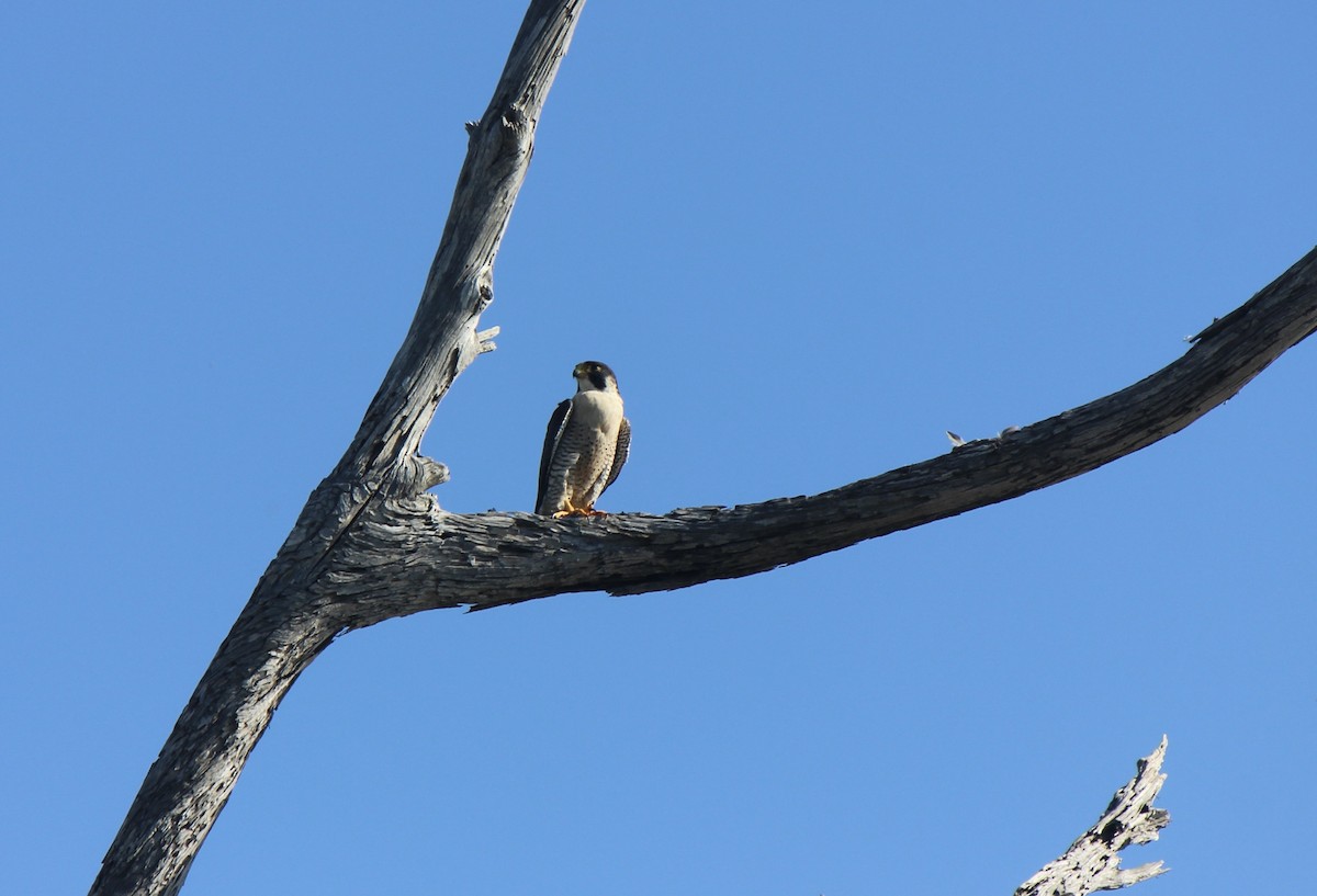 Peregrine Falcon - ML645856086