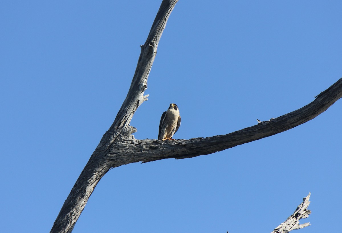 Peregrine Falcon - ML645856087