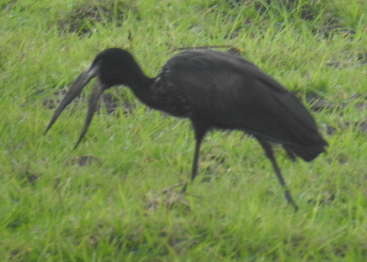 African Openbill - ML645856088
