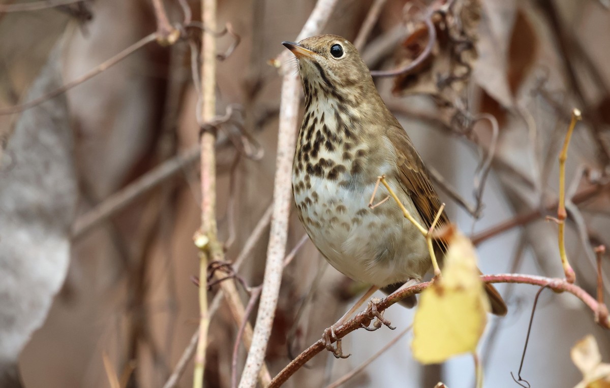 Hermit Thrush - ML645856089