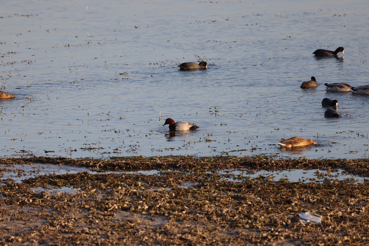 Common Pochard - ML645856094